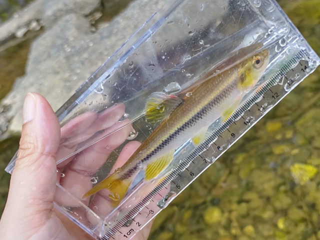 カワムツを食べる まずくないよ つりたべ